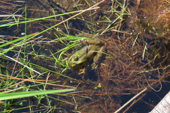 Lithobates