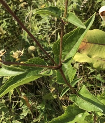 Heliopsis helianthoides