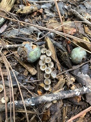 Nidulariaceae