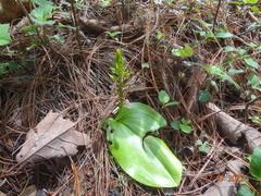 Liparis greenwoodiana