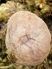 Cystoderma