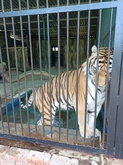 Panthera tigris altaica