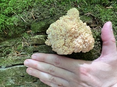 Hericium coralloides