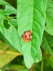 Laccoptera nepalensis