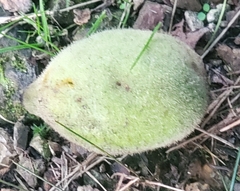 Juglans cinerea