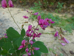 Lespedeza bicolor