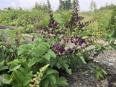 Wisteriopsis reticulata