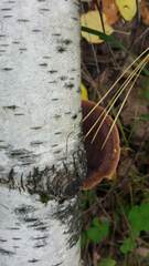 Daedaleopsis tricolor