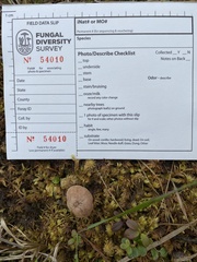 Cystoderma