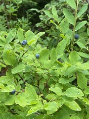 Vaccinium ovalifolium