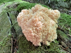 Hericium coralloides
