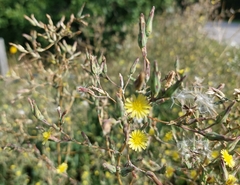 Lactuca serriola