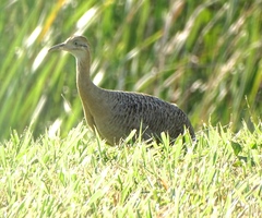 Rhynchotus rufescens