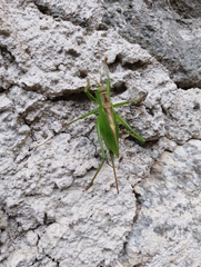 Tettigonia cantans