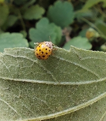 Psyllobora vigintiduopunctata