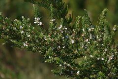Lespedeza cuneata