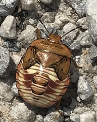 Podisus maculiventris
