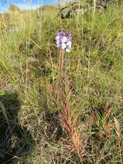 Linaria repens