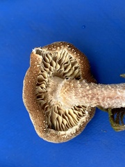 Cystoderma