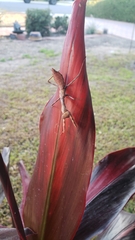 Stagmomantis limbata
