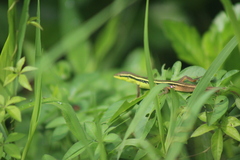 Takydromus sexlineatus