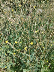Lactuca serriola