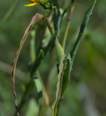 Tragopogon orientalis