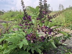 Wisteriopsis reticulata
