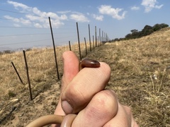 Afrotyphlops bibronii