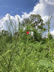 Ipomoea quamoclit