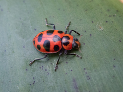 Coleomegilla maculata