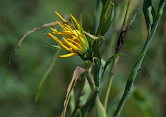 Tragopogon orientalis