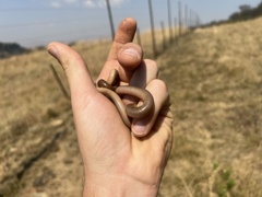 Afrotyphlops bibronii