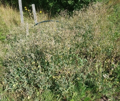 Lactuca serriola