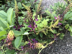 Wisteriopsis reticulata