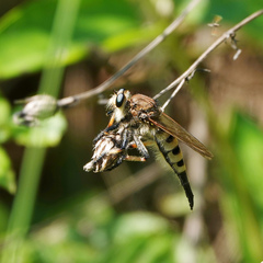 Promachus rufipes