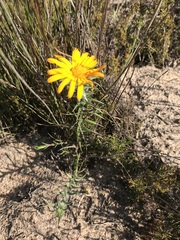 Oedera capensis
