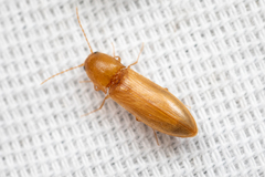 Dolerosomus blaisdelli