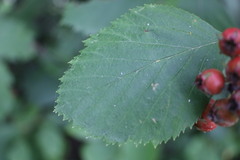 Crataegus chrysocarpa