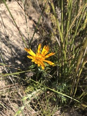 Oedera capensis