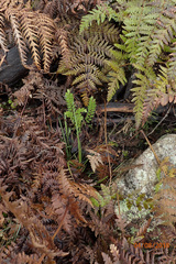 Veronica vernicosa