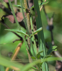 Nepeta multifida