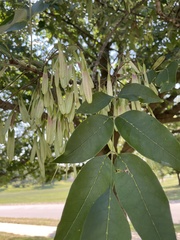 Melioides