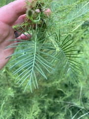Ipomoea quamoclit