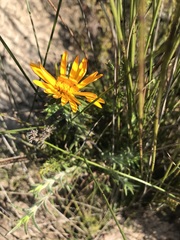 Oedera capensis