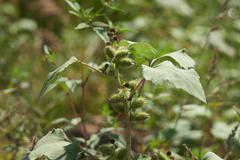 Xanthium orientale