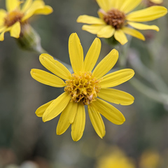 Jacobaea erucifolia