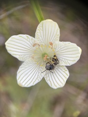 Parnassia glauca