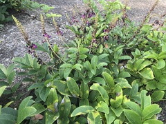 Wisteriopsis reticulata