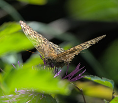 Argynnis paphia